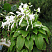 hosta-podorozhnikovaya-vinus-hosta-plantaginea-venus-kust