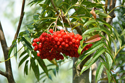 Рябина смешанная 'Додонг' (Sorbus commixta 'Dodong')