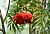 Рябина смешанная 'Додонг' (Sorbus commixta 'Dodong')