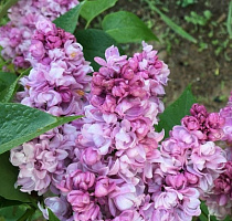 Сирень обыкновенная 'Президент Пуанкаре' (Syringa vulgaris 'President Poincare')