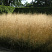 shchuchka-dernistaya-goldtau-deschampsia-cespitosa-goldtau-rastyot-ochen-bystro