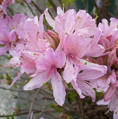 Рододендрон листопадный 'Вестерн Лайтс' (Rhododendron luteum 'Western Lights')