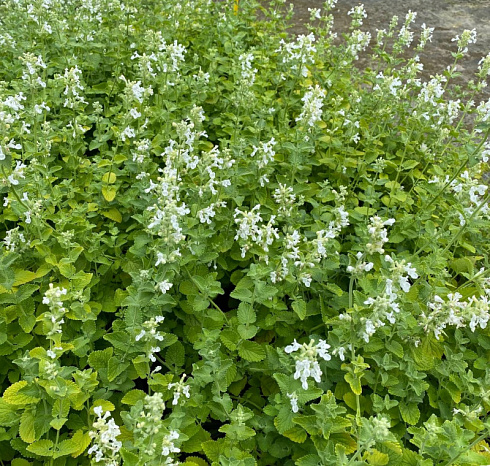 Котовник фассена 'Alba' (Nepeta faassenii 'Alba')