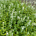 Котовник фассена 'Alba' (Nepeta faassenii 'Alba')