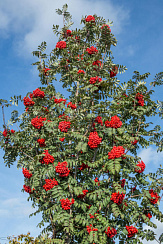 Рябина обыкновенная 'Шервотер Сидлинг' (Sorbus aucuparia 'Sheerwater Seedling')