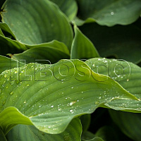 Хоста 'Мунлайт Соната' (Hosta 'Moonlight Sonata')
