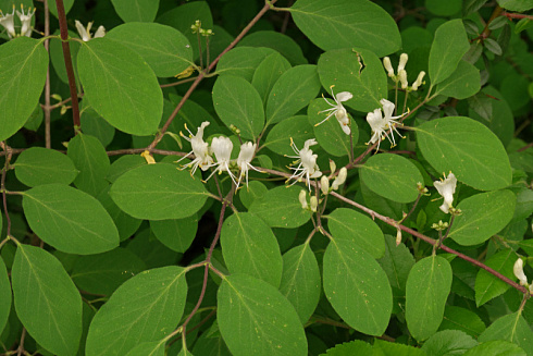 zhimolost-nastoyashchaya-harakteristika-i-svojstva-3