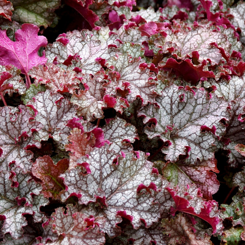 Гейхера гибридная 'Can Can' (Heuchera hybrida 'Can Can')