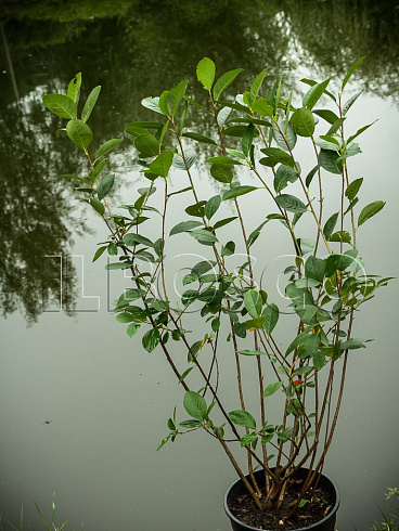aroniya-chernoplodnaya-ryabina-chernoplodnaya-aronia-melanocarpa-sazhenec.jpg