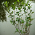 aroniya-chernoplodnaya-ryabina-chernoplodnaya-aronia-melanocarpa-sazhenec.jpg
