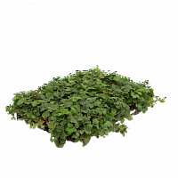 Рулонный многолетник Вальдштейния тройчатая (Waldstenia ternata)