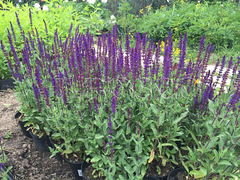 shalfej-dubravnyj-karadonna-salvia-nemorosa-caradonna-rastenie.jpg