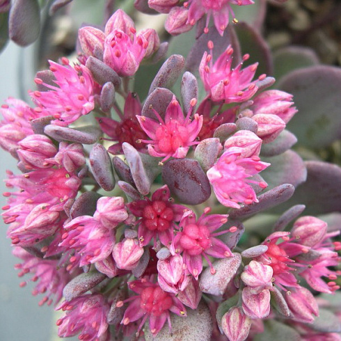 sedum-gibridnyj-bertram-anderson-sedum-hibrid-bertram-anderson-socvetie-iz-malocvetkovyh-zontikov