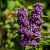 Сирень обыкновенная 'Памяти Людвига Шпета' (Syringa vulgaris 'Andenken an Ludwig Spath')