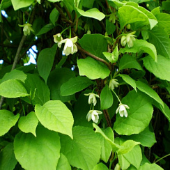 Лимонник китайский (Schisandra chinensis)