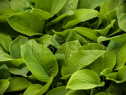 hosta-sam-ehnd-sabstens-hosta-sum-and-substance-listya.jpg