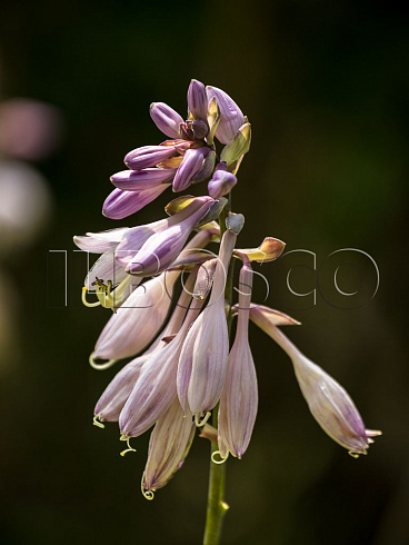 hosta-sam-ehnd-sabstens-hosta-sum-and-substance-cvetok.jpg