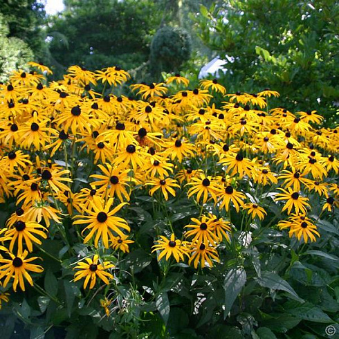 rudbekiya-blestyashchaya-goldshturm-rudbeckia-fulgida-goldsturm-cvety.jpg