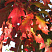 dub-krasnyj-quercus-rubra-list