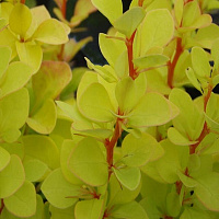 Барбарис Тунберга 'Мария' (Berberis thunbergii 'Maria')