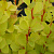 Барбарис Тунберга 'Мария' (Berberis thunbergii 'Maria')