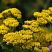 Тысячелистник таволговый (Achillea filipendulina)