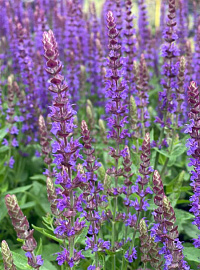 Шалфей дубравный 'Аметист' (Salvia nemorosa 'Amethyst')