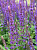 Шалфей дубравный 'Аметист' (Salvia nemorosa 'Amethyst')