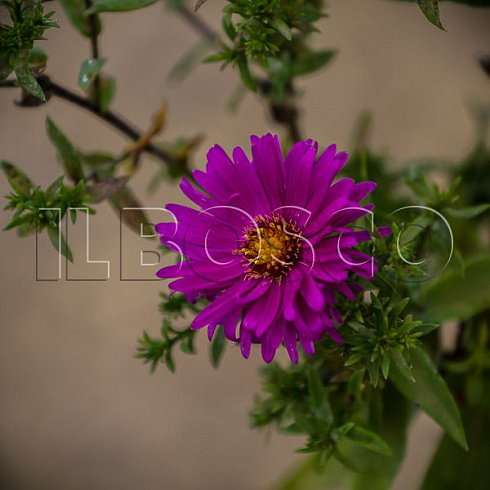 astra-kustarnikovaya-dzhenni-aster-dumosus-jenny-cvetok.jpg