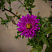 astra-kustarnikovaya-dzhenni-aster-dumosus-jenny-cvetok.jpg
