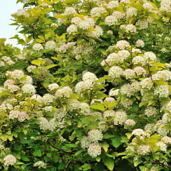 Пузыреплодник калинолистный 'Лютеус' (Physocarpus opulifolium 'Luteus')