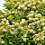 Пузыреплодник калинолистный 'Лютеус' (Physocarpus opulifolium 'Luteus')