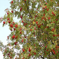 Рябина обыкновенная (Sorbus aucuparia)