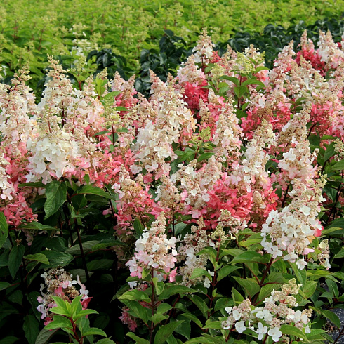 gortenziya-metelchataya-kehndllajt-hydrangea-paniculata-candlelight-cvetenie-s-iyulya-po-avgust