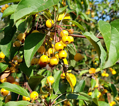 Яблоня декоративная 'Тина' (Malus 'Tina')