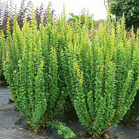 Барбарис Тунберга 'Эректа' (Berberis thunbergii 'Erecta')
