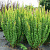 Барбарис Тунберга 'Эректа' (Berberis thunbergii 'Erecta')