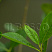 aroniya-chernoplodnaya-ryabina-chernoplodnaya-aronia-melanocarpa-list.jpg