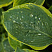 hosta-zibolda-frensis-vilyams-hosta-sieboldiana-frances-williams-list.jpg