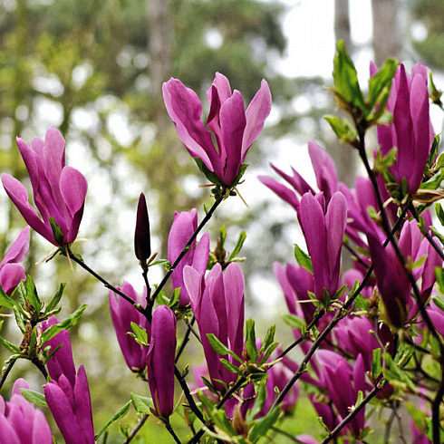 magnoliya-zvezdchataya-s-yuzan-magnolia-stellata-susan-vetvi