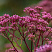 poskonnik-atropurpureum-eupatorium-atropurpureum-socvetie.jpg