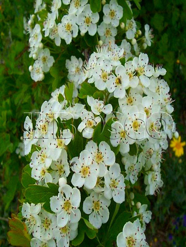 boyaryshnik-odnopestichnyj-crataegus-monogyna-cvety.jpg