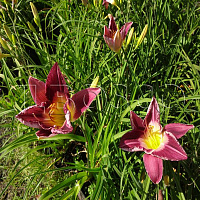 Лилейник 'Страттерс Болл' (Hemerocallis 'Strutter's Ball')