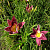 Лилейник 'Страттерс Болл' (Hemerocallis 'Strutter's Ball')