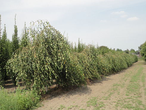 bereza-yungi-betula-youngi-ryad-4320x3240