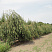 bereza-yungi-betula-youngi-ryad-4320x3240