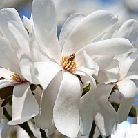 Магнолия Лебнера 'Меррилл'  (Magnolia loebneri 'Merrill' )