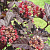 Пузыреплодник калинолистный 'Шух' (Physocarpus opulifolium 'Schucht')