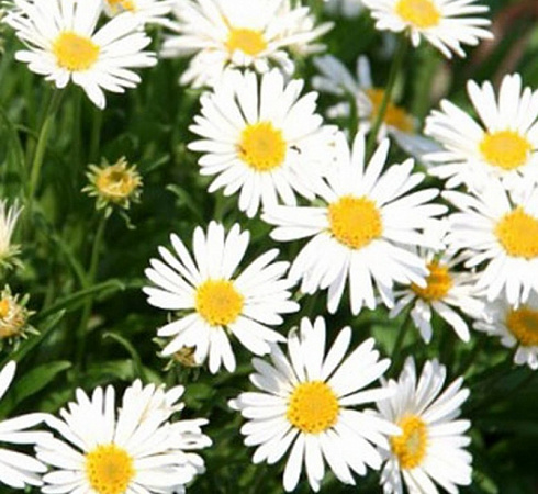 Астра альпийская 'White' (Aster alpinus)
