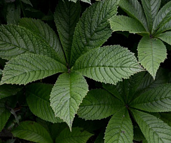 Роджерсия кленолистная (Rodgersia acerifolia)